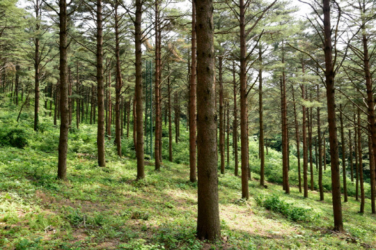 삼봉산 금강소나무 숲. 산림청 제공
